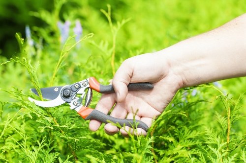 A close-up view of a person's hand holding a pair of pruning shears, actively trimming a green shrub in a well-maintained garden. The garden features densely packed, healthy green foliage, including ferns and other leafy plants, with a few blurred purple flowers in the background. The ground appears to be natural soil in a landscaped outdoor space, possibly part of a front or back garden within the Finsbury Park area, showcasing a typical residential garden environment. The sunlight illuminates the scene, suggesting a clear day, which highlights the vibrant natural tones of the plants and soil. This scene exemplifies garden maintenance activities common in gardens serviced by professionals like Gardening Services Finsbury Park, focusing on pruning and plant care to promote healthy growth and aesthetic appeal.