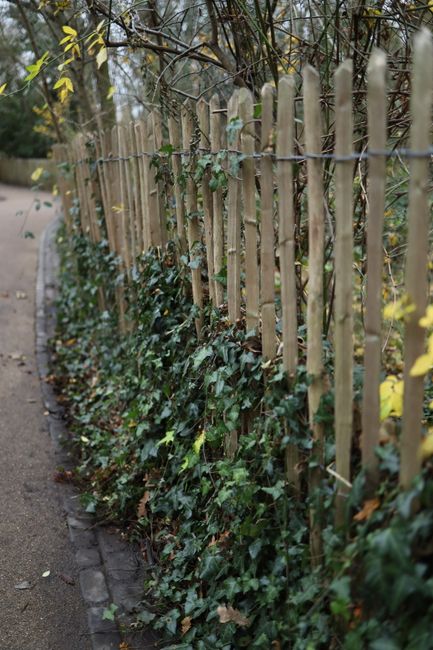 A paved pathway in a park lined with tall, leafless trees creating a canopy overhead, with some evergreen shrubs and bushes along the edges. The path is bordered by well-maintained grass areas and fea